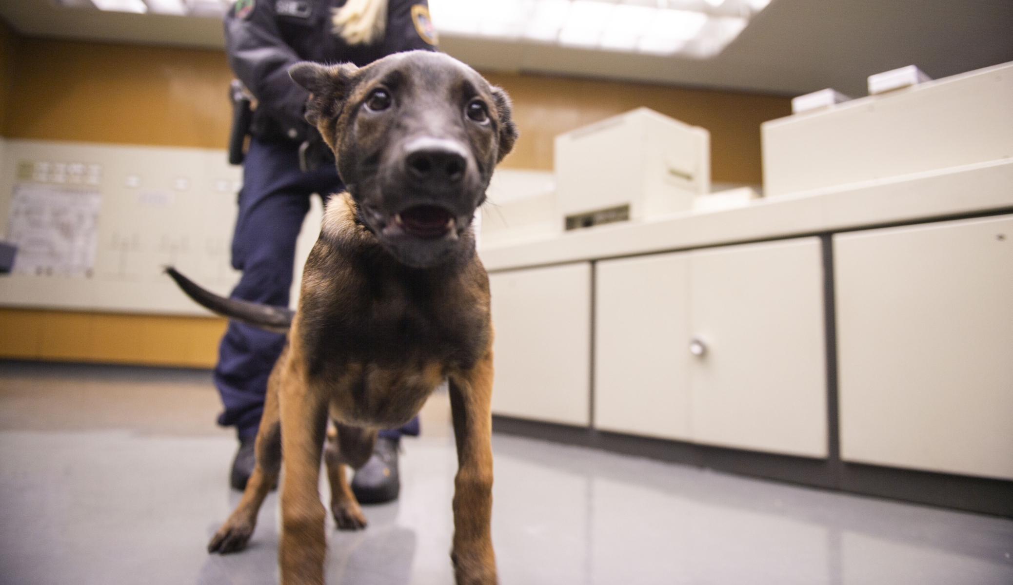 Sicherheits-Trainingszentrum für Mensch & Hund